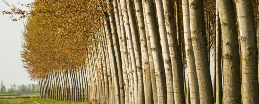 Poplar